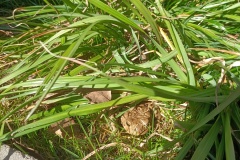 IMG20250404111030