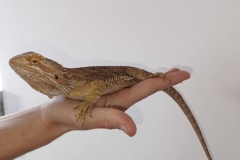 3sakmmN4